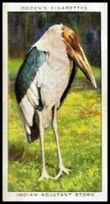 1 Indian Adjutant Stork